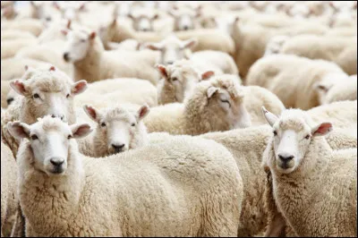 Quel est cri des ch&egrave;vres et des moutons ?