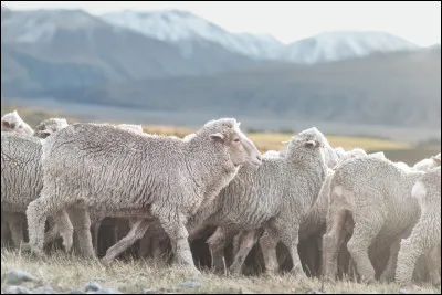 Quelle race de mouton est r&eacute;put&eacute;e pour la qualit&eacute; de sa laine ?