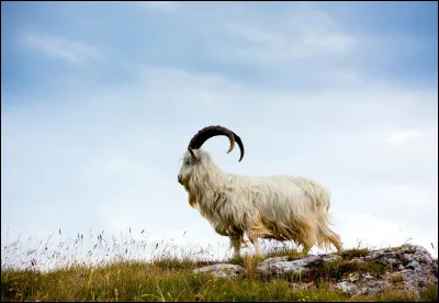 Quelle r&eacute;gion historique d'Asie a donn&eacute; son nom &agrave; une fibre textile tr&egrave;s recherch&eacute;e, issue d'une race de ch&egrave;vre ?