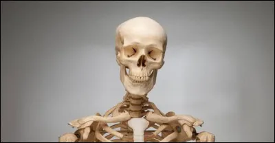 Quel est le plus grand organe du corps humain ?