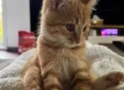 Quiz Tout savoir sur les chats 😸