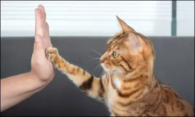 Quel est l'acide amin&eacute; essentiel pour le chat, indispensable &agrave; sa vue et &agrave; son c&oelig;ur, qu'il doit trouver dans sa viande ?