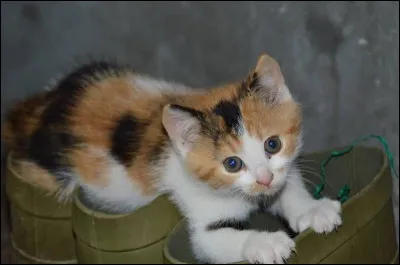 Pourquoi les chats calico (tricolores : blanc, noir, roux) sont-ils presque toujours des femelles ?