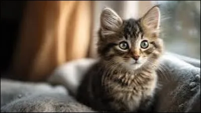 Quel sens est le moins d&eacute;velopp&eacute; chez le chat &agrave; la naissance ?