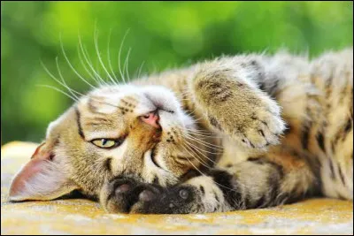 Quelle est la principale raison pour laquelle les chats ronronnent ?
