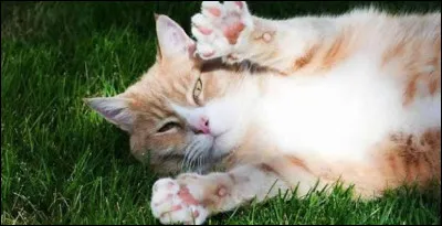 Combien de doigts les chats poss&egrave;dent-ils g&eacute;n&eacute;ralement sur leurs pattes arri&egrave;re ?
