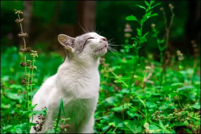 Quel organe particulier permet au chat d'analyser les odeurs en &laquo;&nbsp;go&ucirc;tant&nbsp;&raquo; l'air ?