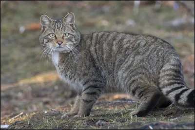 De quel f&eacute;lin sauvage le chat domestique actuel est-il le descendant direct ?