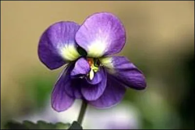 Quelle fleur (violette ou blanche) est associ&eacute;e &agrave; la ville de Toulouse ?