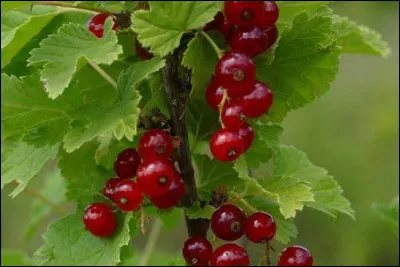 Quel fruit se cache derri&egrave;re ces vari&eacute;t&eacute;s : "les guignes", "les griottes", "les montmorency" et "les bigarreaux" ?