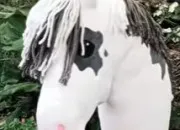 Quiz Hobby horse
