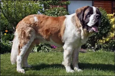 Quelle est la race de ce chien, vedette de la s&eacute;rie de film ''Beethoven'' ?