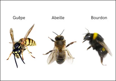L'insecte du milieu devrait vous faire penser &agrave; un objet !