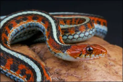 Cette couleuvre ray&eacute;e porte &eacute;galement un autre nom, synonyme de f&ecirc;te et de demoiselles d'honneur !