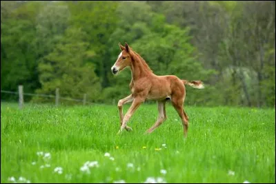 Quel est le nom du petit du cheval ?