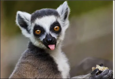 Quel animal n'est pas de la famille des marsupiaux ?