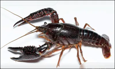 Quel animal n'est pas de la famille des mollusques ?