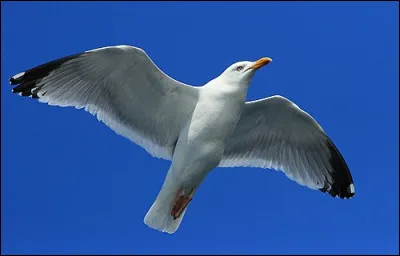 Quel animal n'est pas de la famille des rapaces ?