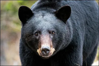 Quel animal n'est pas de la famille des f&eacute;lid&eacute;s ?