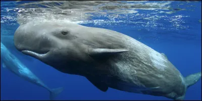 Quel animal n'est pas de la famille des poissons ?