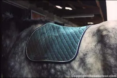 Que doit-on mettre en dessous de la selle pour protger le dos du cheval ?