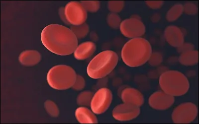 Les globules rouges humains poss&egrave;dent normalement un noyau cellulaire.