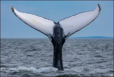 La baleine bleue est le plus grand animal connu ayant jamais v&eacute;cu sur Terre.