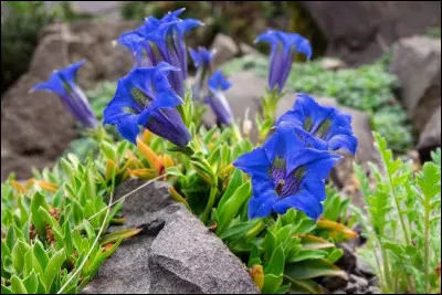 Comment se nomment ces fleurs sauvages poussant en altitude ?