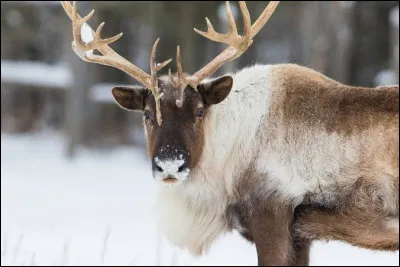 Comment appelle-t-on &eacute;galement le caribou ?