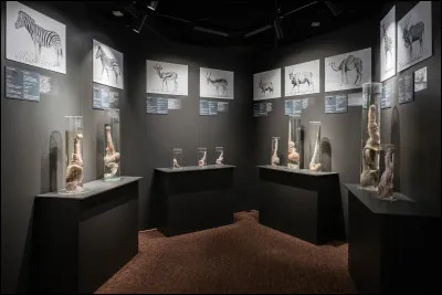 La palme du mus&eacute;e insolite pourrait &ecirc;tre attribu&eacute;e &agrave; ce mus&eacute;e de Reykjav&iacute;k, en Islande. Quelle collection de plus de 300 sp&eacute;cimens est-il l&rsquo;un des seuls mus&eacute;es au monde &agrave; pr&eacute;senter ?