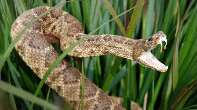 Quel est le serpent venimeux le plus long de la plan&egrave;te ?