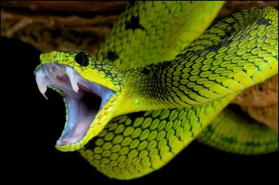 Comment les serpents font-ils pour avaler des proies beaucoup plus grosses que leur t&ecirc;te ?