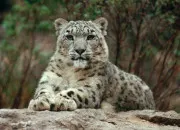 Quiz Les bruits des animaux
