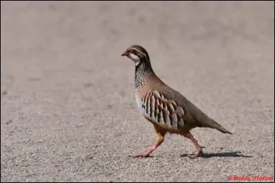 Identifier l'oiseau c'est trouver la r&eacute;ponse !