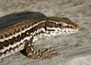 Quiz Le lézard des murailles !