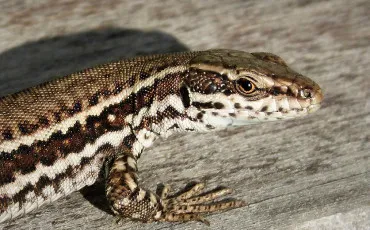 Quiz Lezards