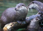 Quiz La loutre d'Europe !