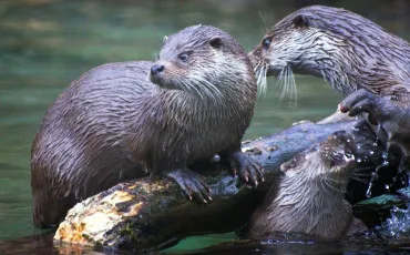 Quiz Animaux