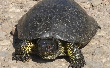 Quiz Tortues