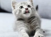 Test Quel animal mignon es-tu ?