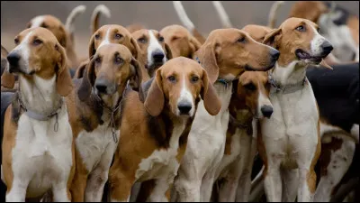 Combien Art&eacute;mis emm&egrave;ne-t-elle de chiens chaque fois qu'elle part &agrave; la chasse ?