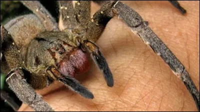 L'araign&eacute;e est indispensable dans une cuisine : pour travailler ou se r&eacute;galer, de quoi s&rsquo;agit-il ?