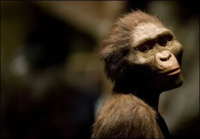 Qui est &laquo; Lucy &raquo;, d&eacute;couverte en &Eacute;thiopie en 1974 ?