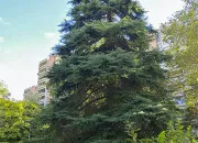 Quiz Comment s'appelle cet arbre ?