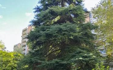 Quiz Arbres