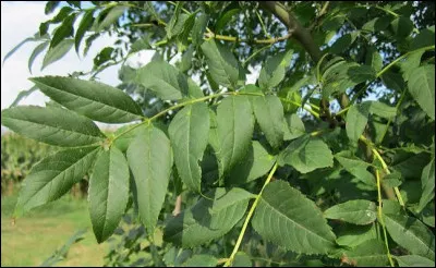 Quel est le nom de cet arbre ?