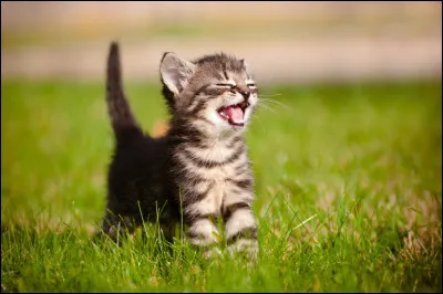 Comment aimerais-tu que les chatons et les reines soient trait&eacute;s ?