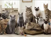 Test Quelle race de chat est faite pour vous ?