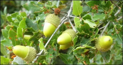 Botanique : Quel arbre produit le fruit appel&eacute; le &laquo; gland &raquo; ?