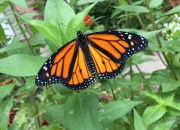 Test Pourrais-tu te réincarner en papillon ?